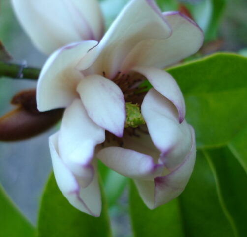 Michelia Bubbles