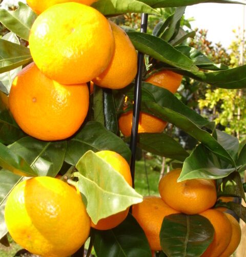 Citrus 'Satsuma mandarin'
