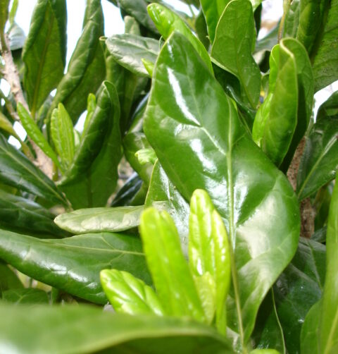 Pennantia baylisiana