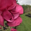 Magnolia 'Vulcan' - Image 3