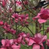Magnolia 'Vulcan' - Image 4