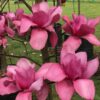 Magnolia 'Vulcan' - Image 5