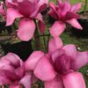 Magnolia 'Vulcan' - Image 2