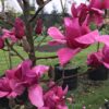 Magnolia 'Vulcan' - Image 6