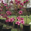 Magnolia 'Vulcan'