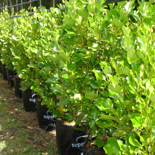 Grisilinea littoralis 'Broadway mint'