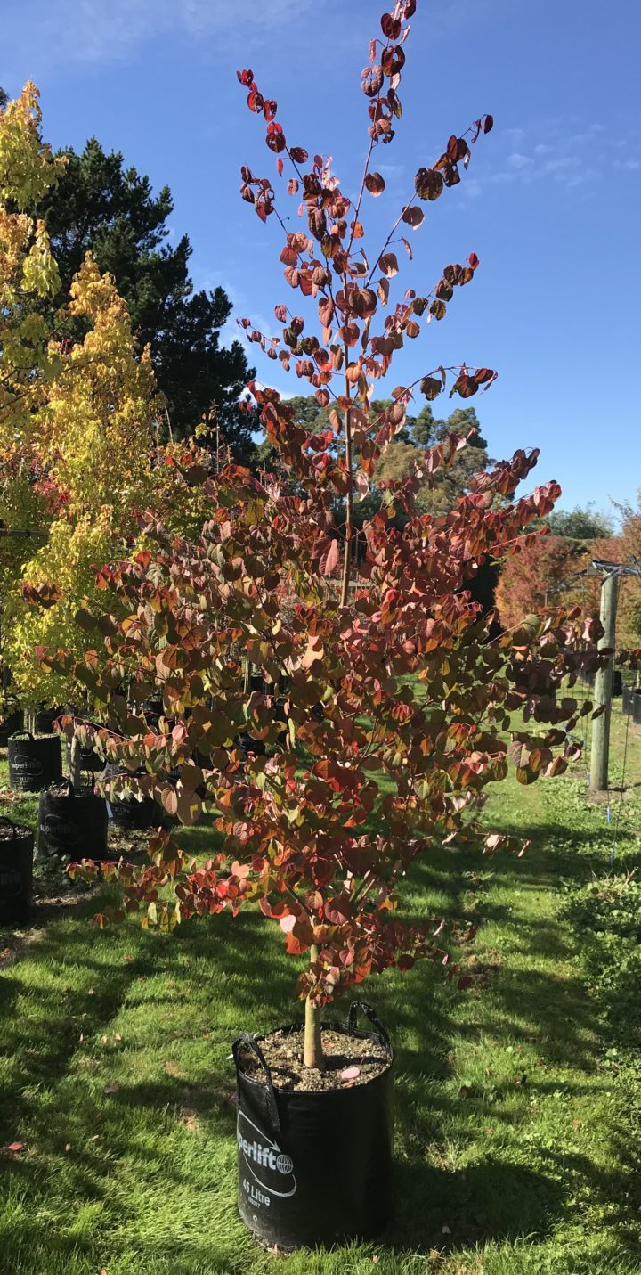 Katsura tree 45 ltr