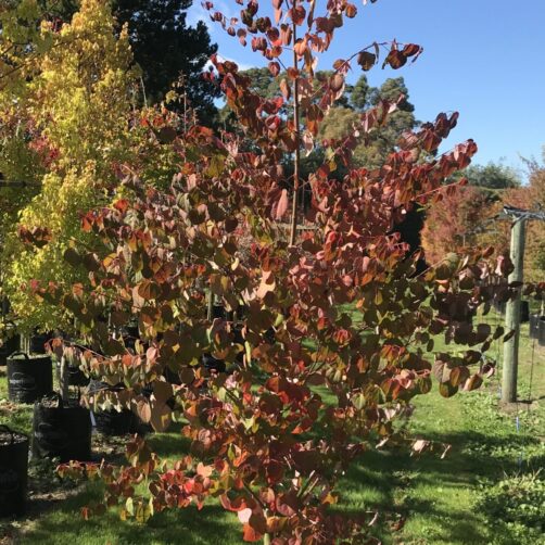 Katsura tree 45 ltr