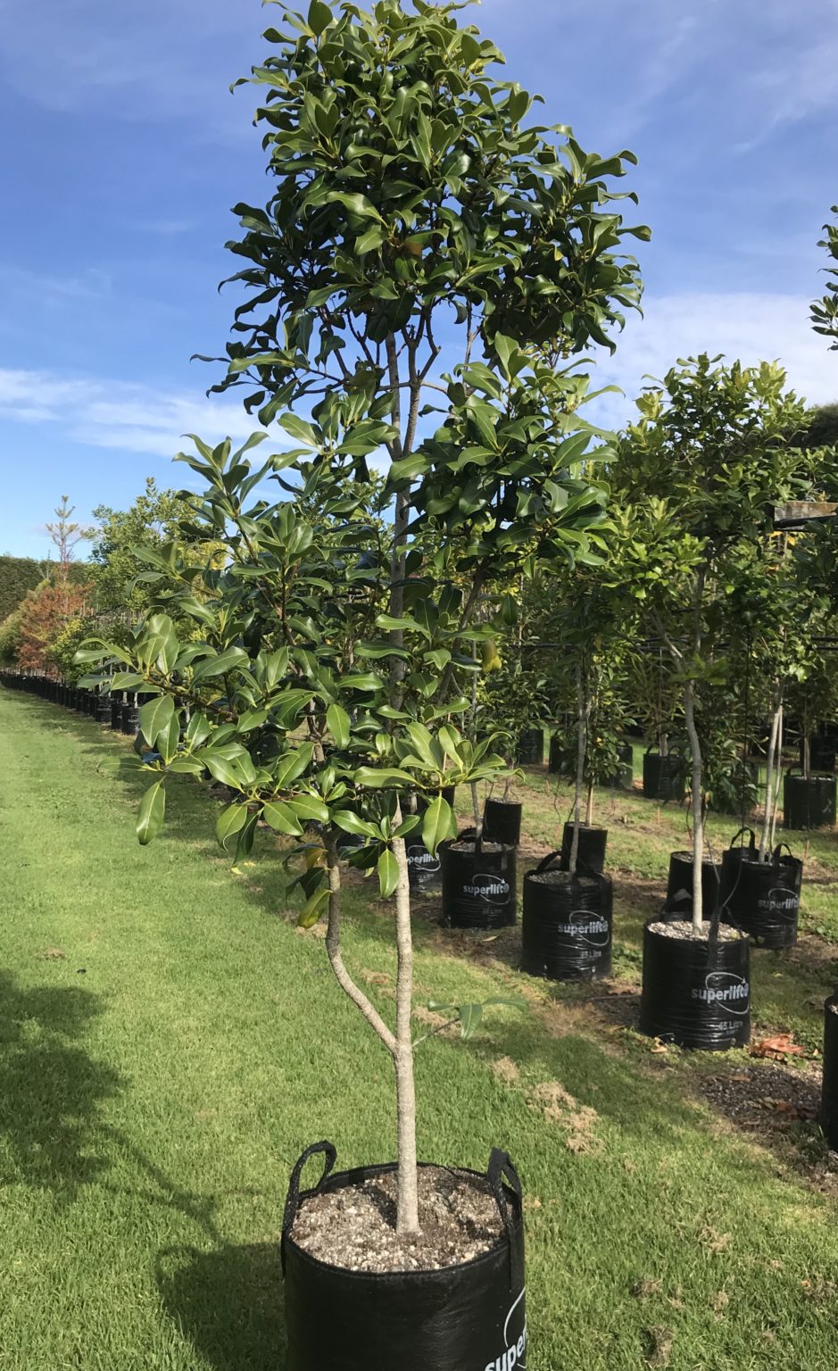 Nestegis apetala Coastal maire Tauranga Tree Co