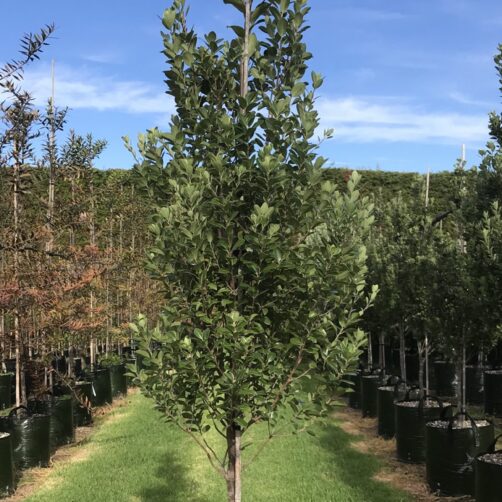 Pittosporum Stephens Island
