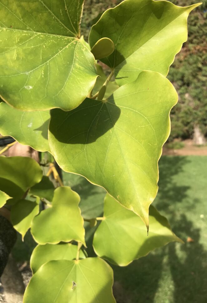 Buy Exbucklandia populnea (rare) - Tauranga Tree Co