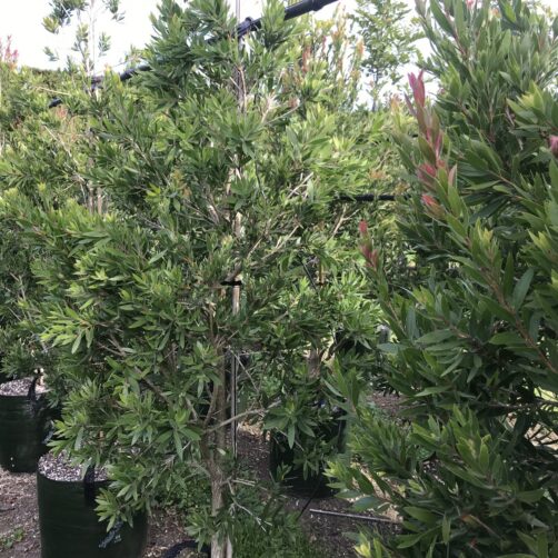 Callistemon Red Alert