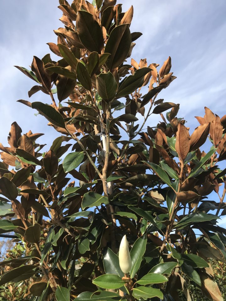 Magnolia grandiflora 'Teddy bear' - Image 2