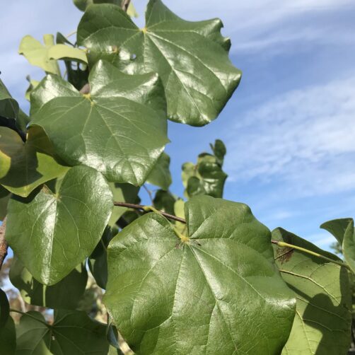 Cercis canadensis 'Texas white'