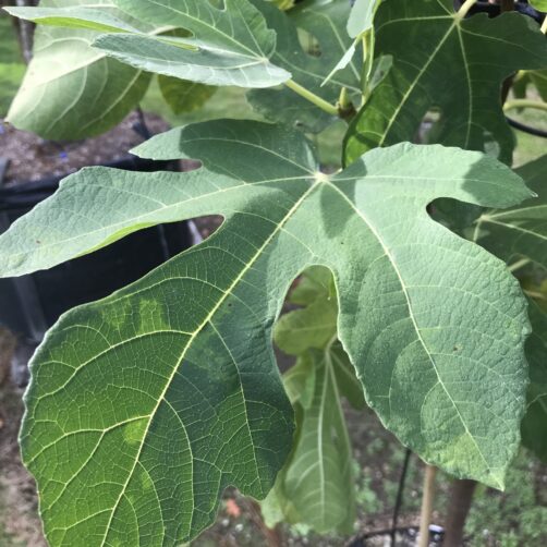 Ficus carica 'Brunswick'