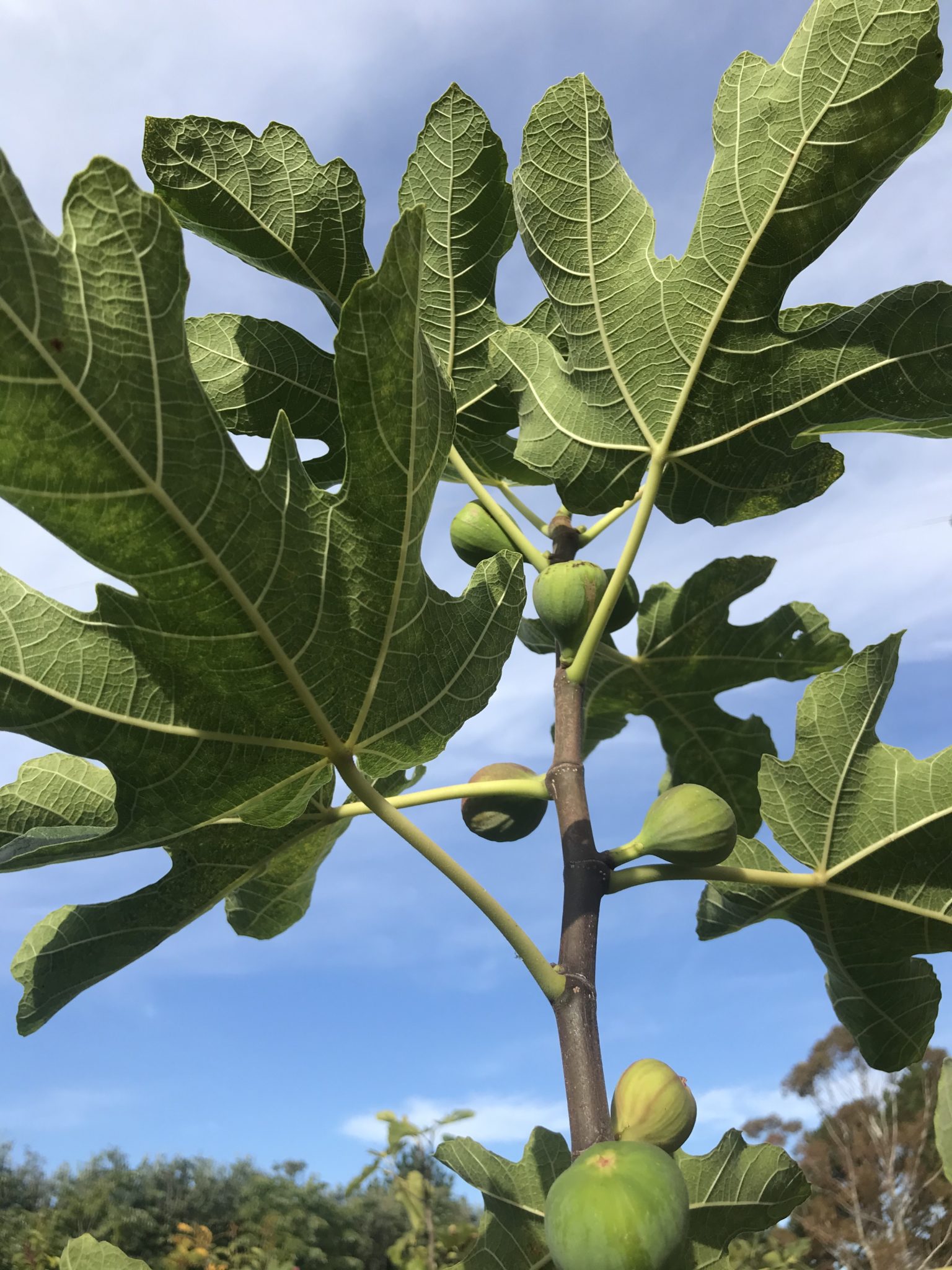 Ficus carica 