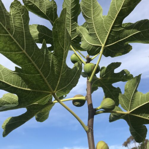 Ficus carica 'Brown turkey'