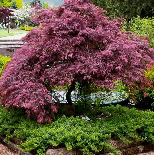 Acer palmatum dissectum ‘Tamukeyama’ - Weeping Japanese Maple