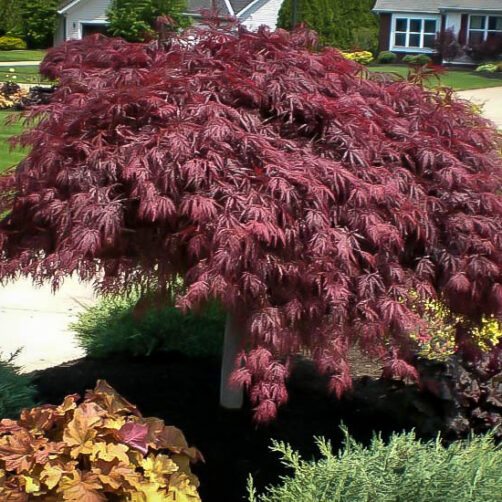 Acer palmatum dissectum 'Crimson Queen'