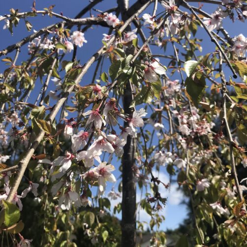 Prunus subhirtella  Falling Snow