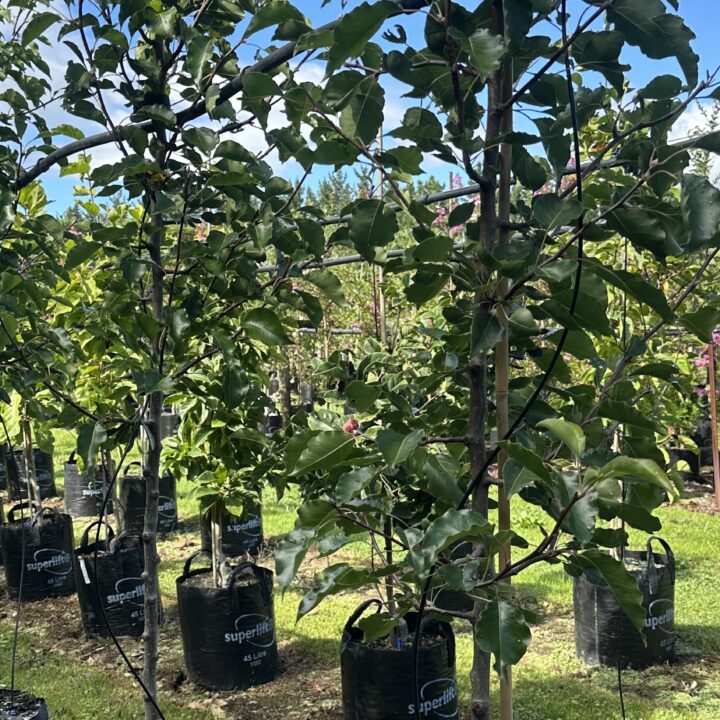 Pyrus calleryana 'Bradford'