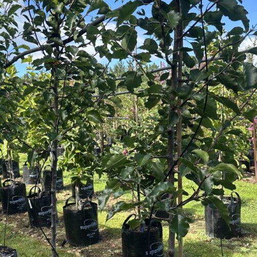 Pyrus calleryana 'Bradford'