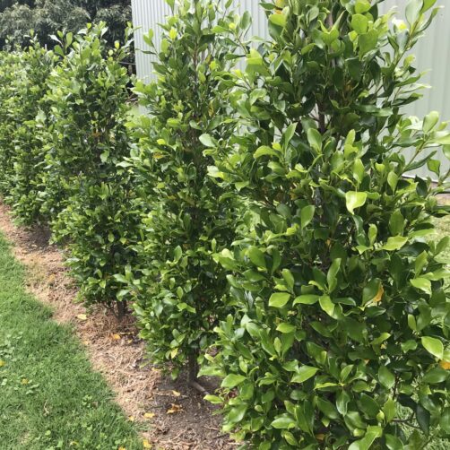 Ficus tuffy