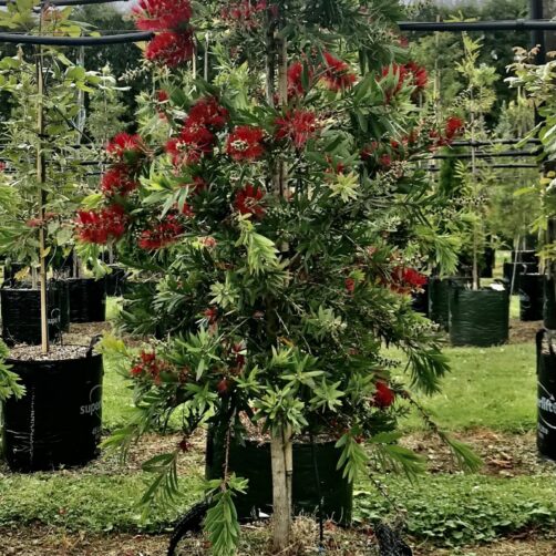 Callistemon Mc Arthur