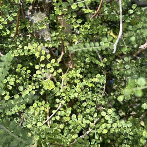 Sophora chathamica
