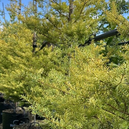 Podocarpus totara Aurea