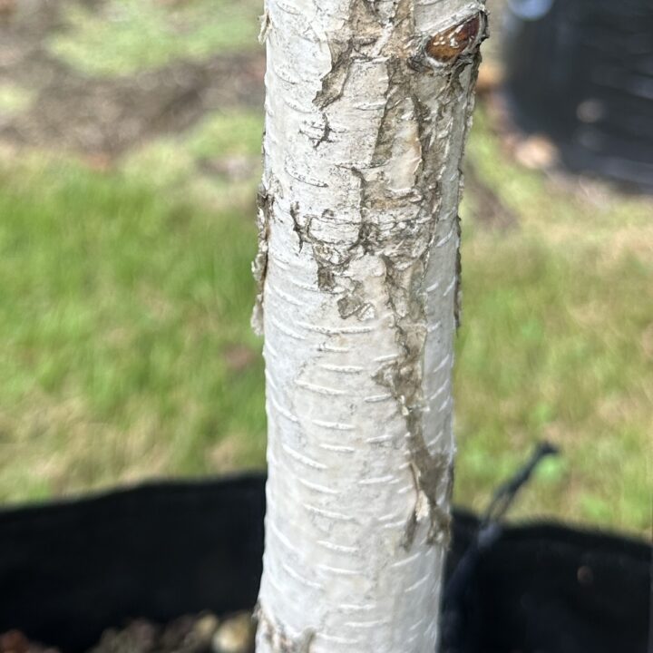 Betula utilis Jacquemontii 'Dazzler'