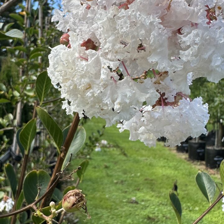 Lagerstroemia subcostata fauriei