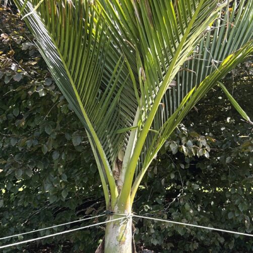 Rhopalostylis sapida ‘Chathamica’ - Chatham Island Nikau Palm