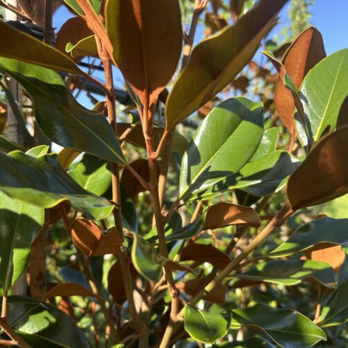 Magnolia grandiflora ‘Kay Parris’ - Kay Parris Magnolia