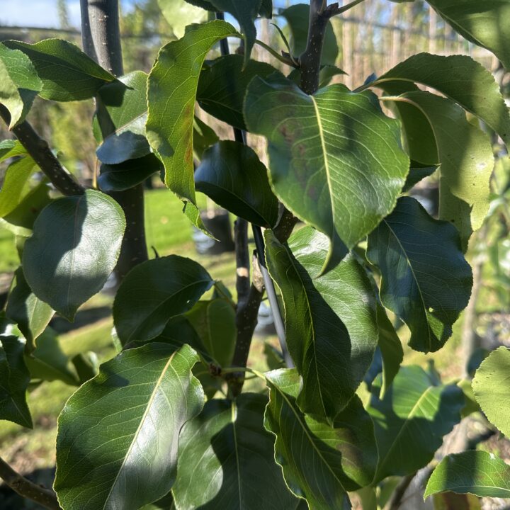 Pyrus calleryana 'Tawa tower'