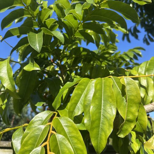 Castanospermum australe - Black Bean Tree