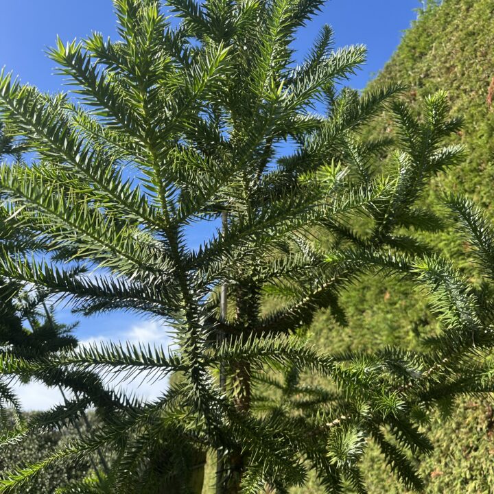 Araucaria augustifolia
