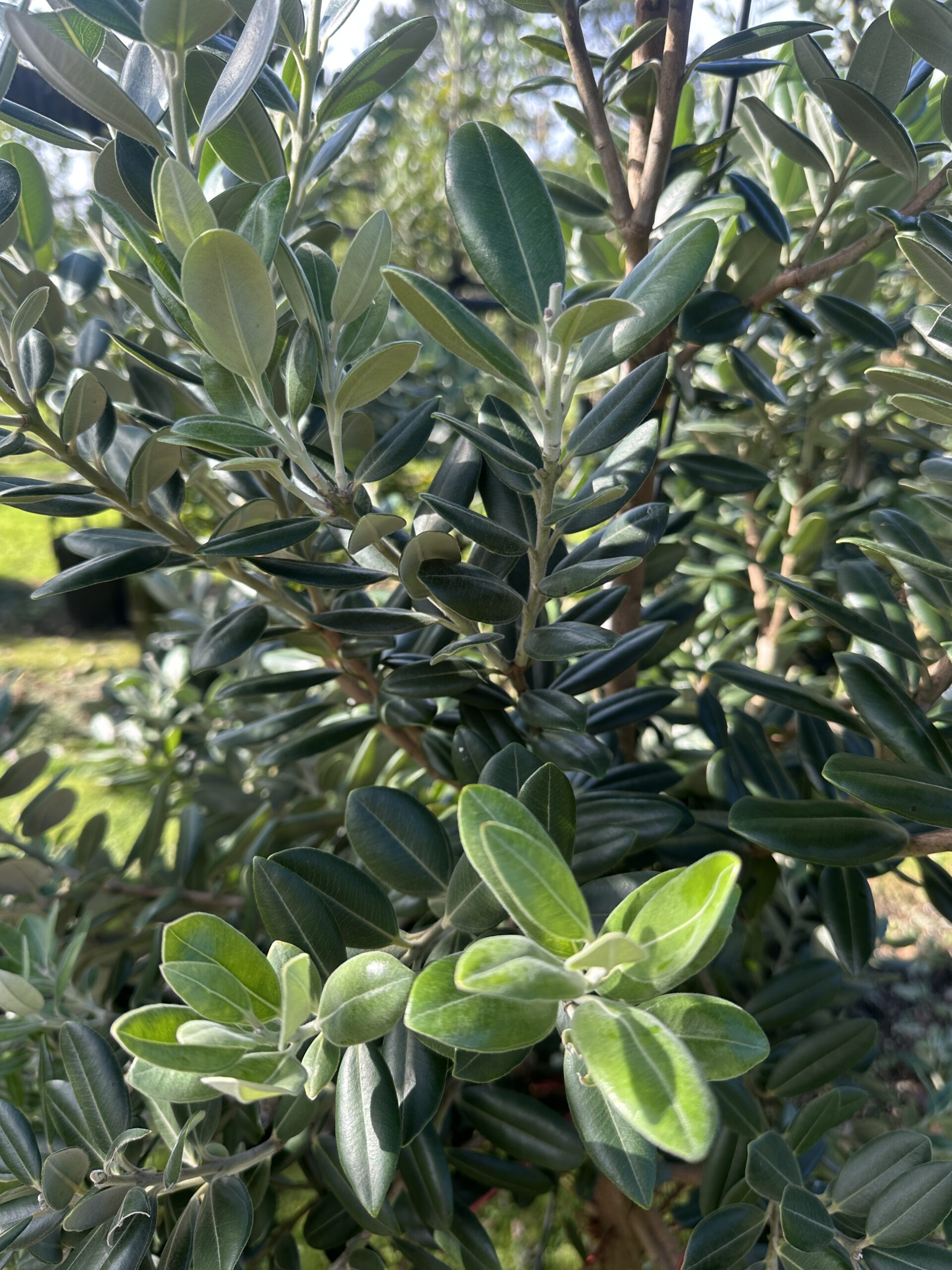 Metrosideros excelsa - Pōhutukawa - Image 2