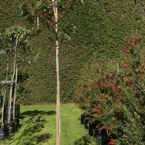 Corymbia ficifolia - Red Flowering Gum