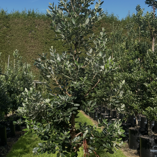 Metrosideros excelsa - Pōhutukawa