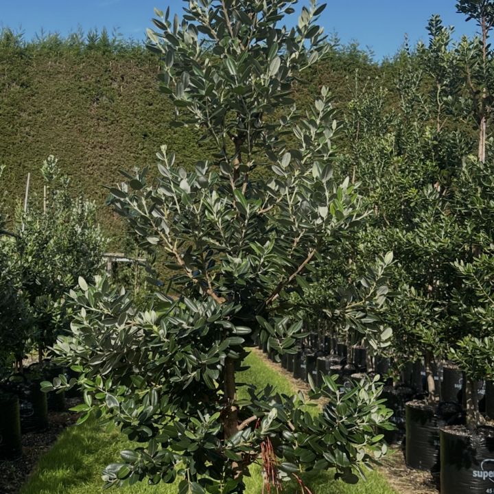 Metrosideros excelsa
