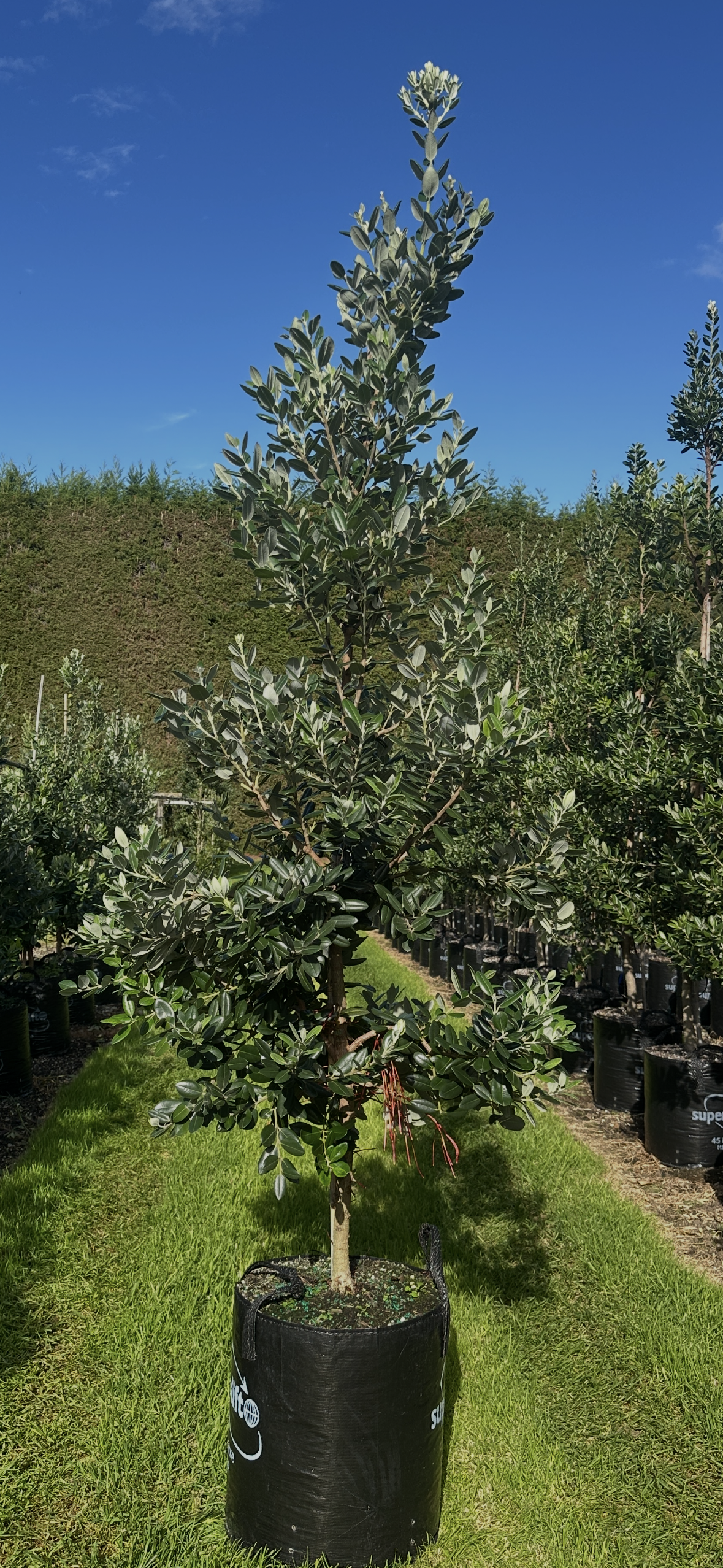 Metrosideros excelsa - Pōhutukawa