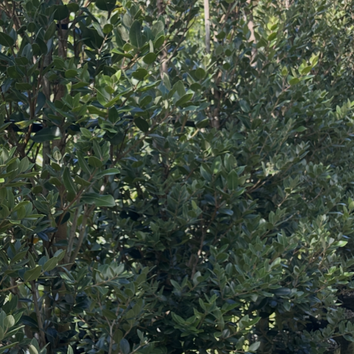Metrosideros excelsa 'Mistral'