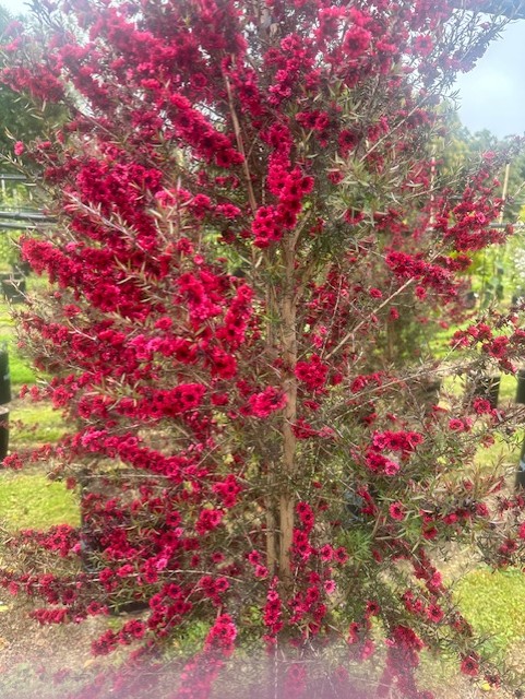 Leptospermum scoparium 'Burgandy Queen'